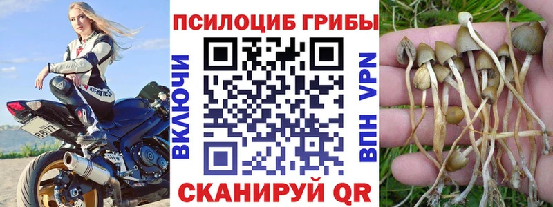 Псилоцибиновые грибы Cubensis  хочу   Славгород 